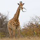 Illustration for article titled And Now, A Giraffe Eating An Impala Skull